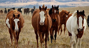 BH Getaway Deluxe Wild Horse Sanctuary